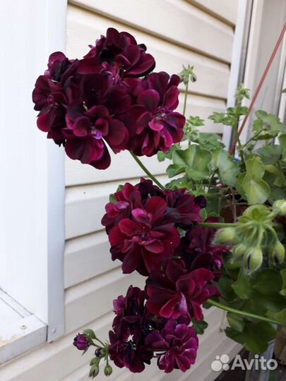 Герань пеларгония плющелистная