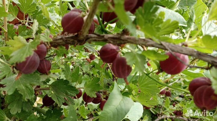 Красная смородина/крыжовник