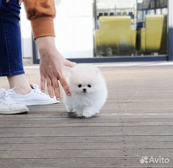 Супер мишки с доставкой на дом