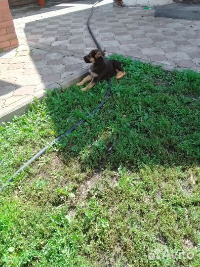 Щенки немецкой овчарки