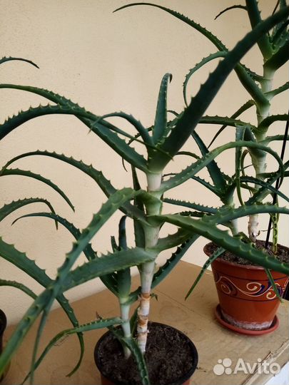 Продам лечебный алоэ