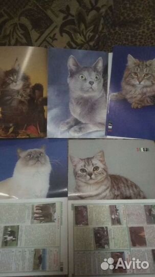 Любителям кошек