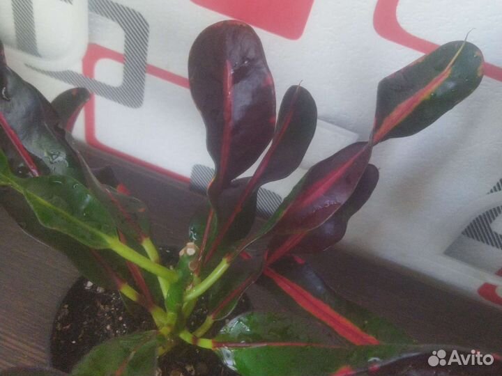 Кодеиум мамми