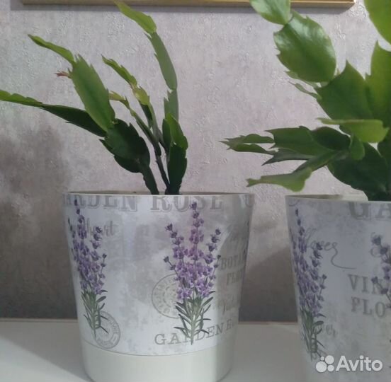 Декабрист шлюмбергера