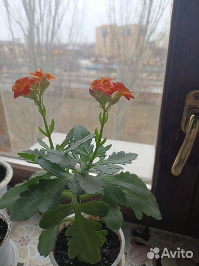 Каланхое цветущее