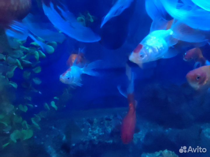 Золотая рыбка (риукин красный)