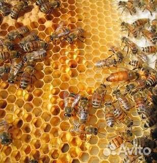 Свежий мёд август 2024
