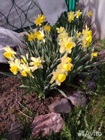 Нарцисы,Мелколепестник,Ирис, Астильба