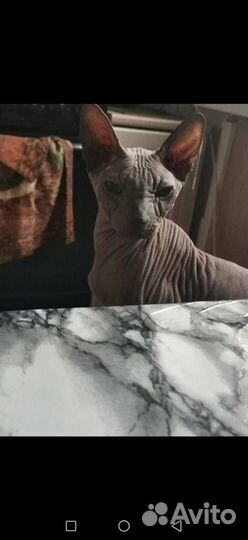 Кошечка Сфинкс в добрые руки