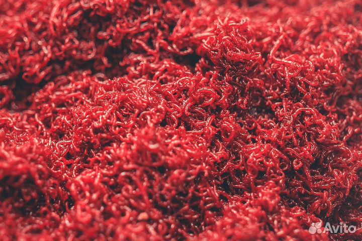 Мотыль кормовой,лиман