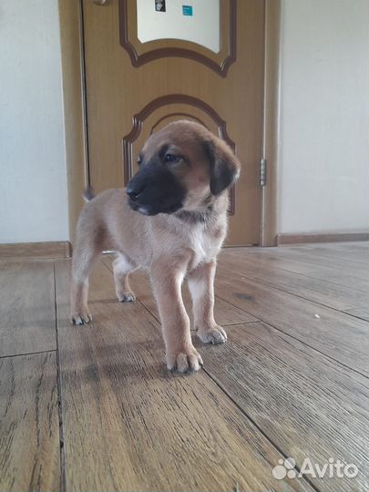 Прекрасные щенки в добрые руки