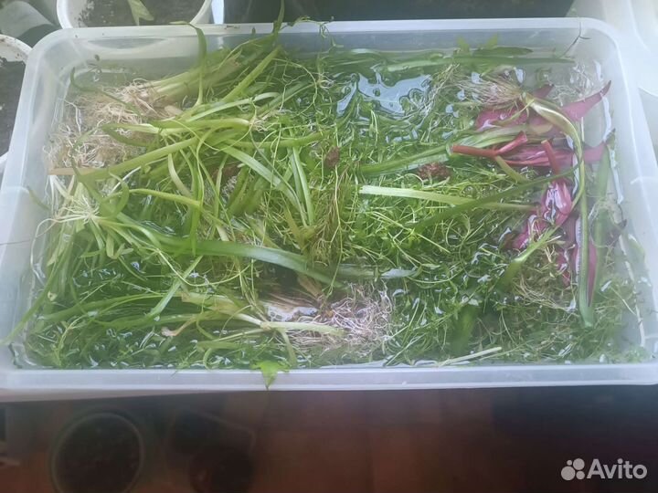 Прополка аквариумные растения