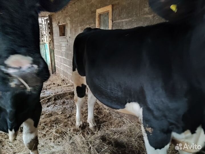 Бычки и быки на мясо