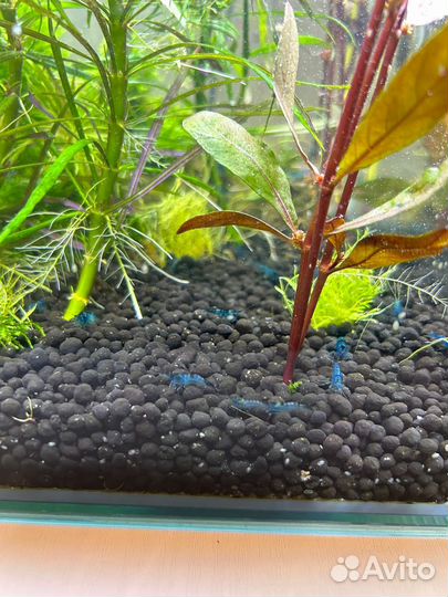 Креветки блю дрим