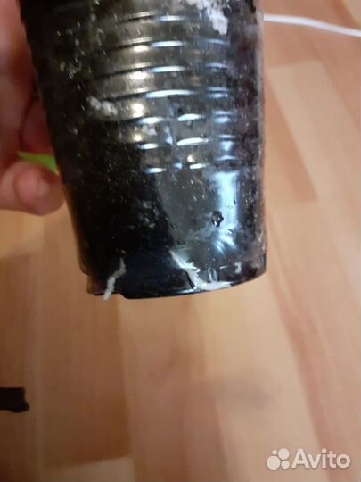 Гибискус Space Oddity, филодендрон Золотой крокоди