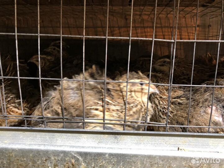 Перепела продажа инкубационное яйцо