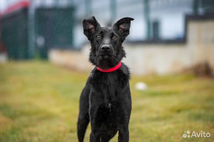 Собака в добрые руки. Эйва