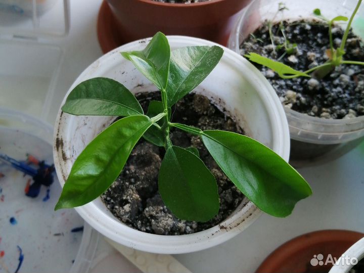 Лимонное дерево