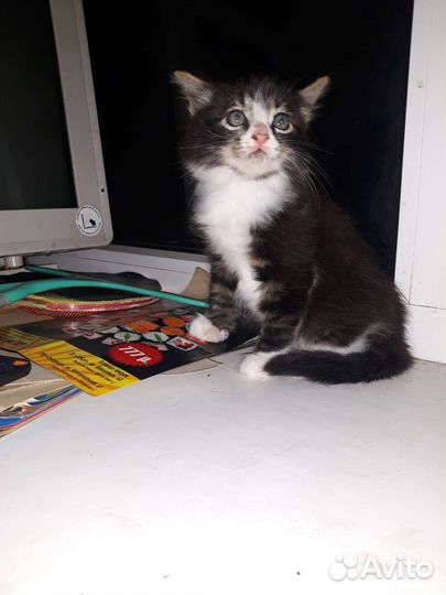 Котенок в дар бесплатно