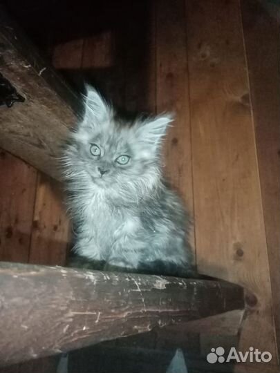 Продам котенка
