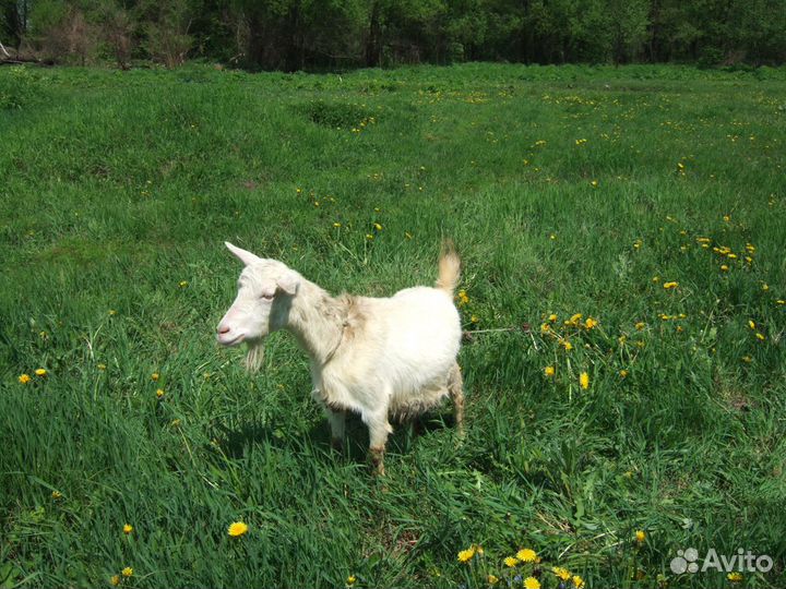 Козы продаются