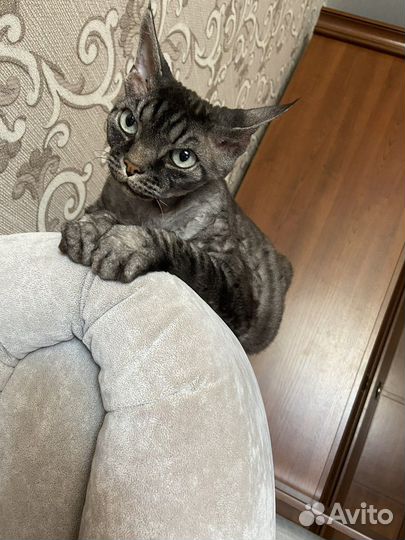 Кот в добрые руки (Девон-Рекс)