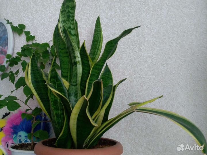 Сансевиерия, фикус