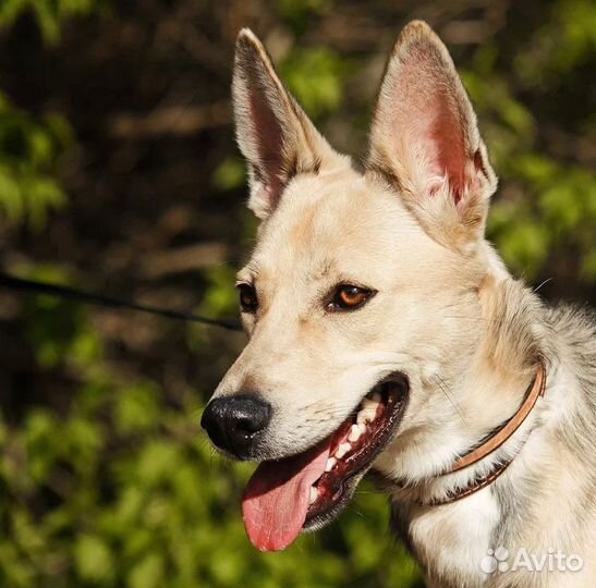 Щенок в добрые руки бесплатно