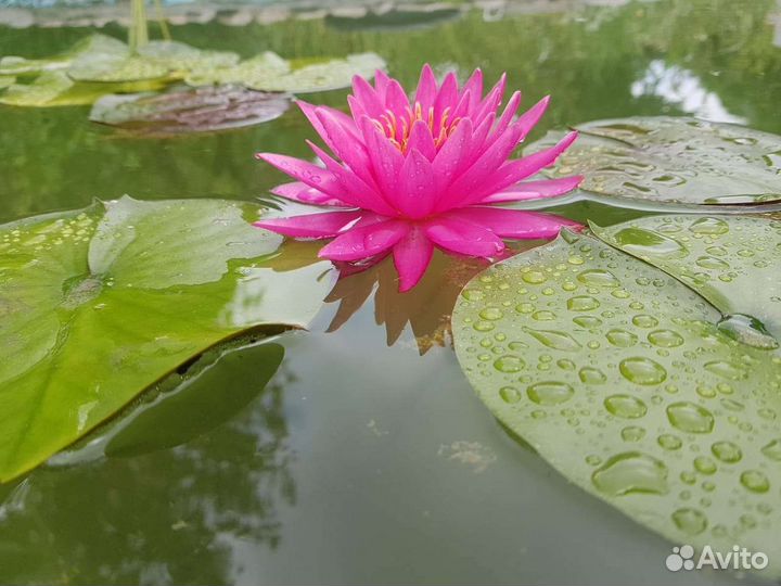 Нимфея Тан-Кван