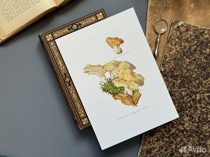 Офсетная литография. Грибы. Бельгия