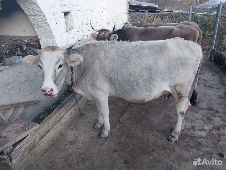 Коровы дойные молочные
