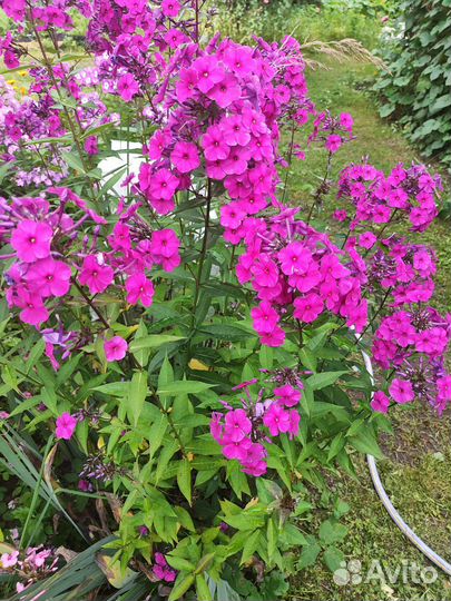 Флота многолетний