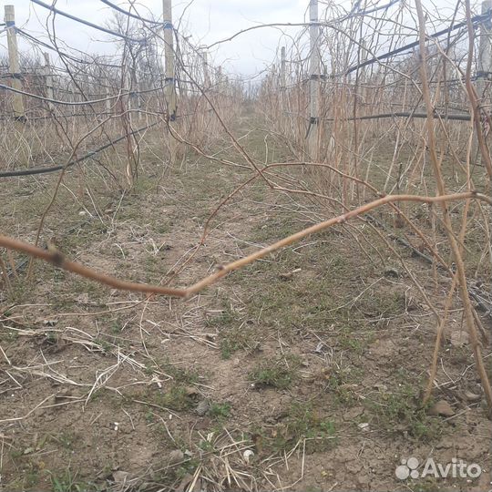 Малина феномен