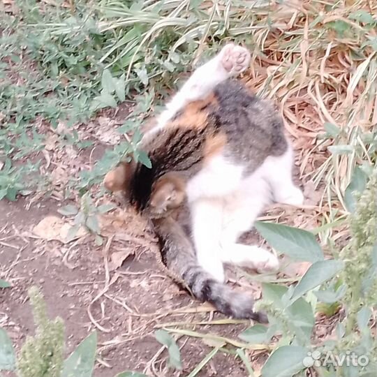 Котейки выбросили