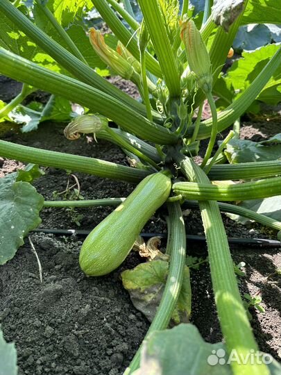 Кабачок на переработку