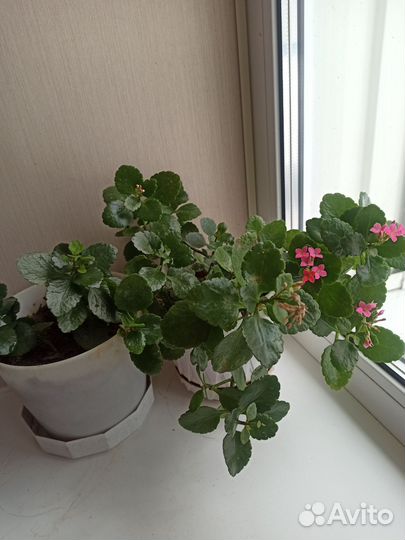 Хоя, кислица, каланхое