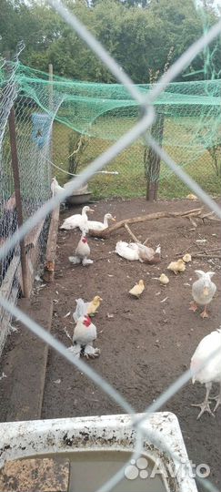Куры,гуси,утки