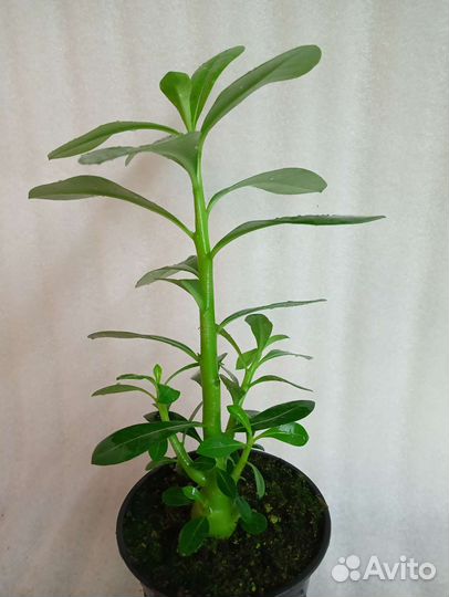 Адениум белый