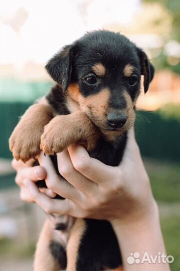 Щенок-мальчик в добрые руки