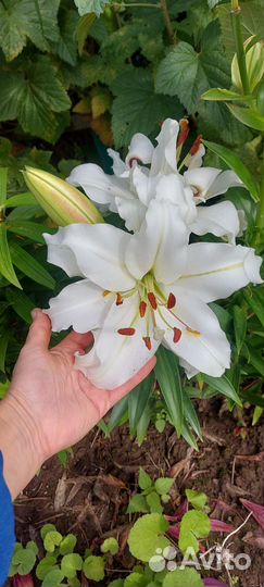Лилия для букета
