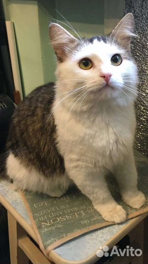 Котики бесплатно в добрые руки