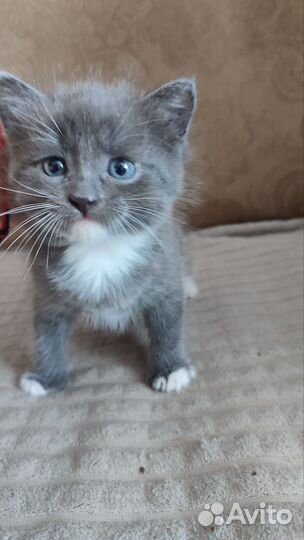 Котенок в добрые заботливые руки