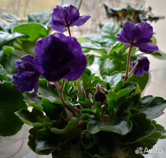 Укорененные листики