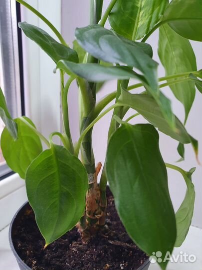 Диффенбахия