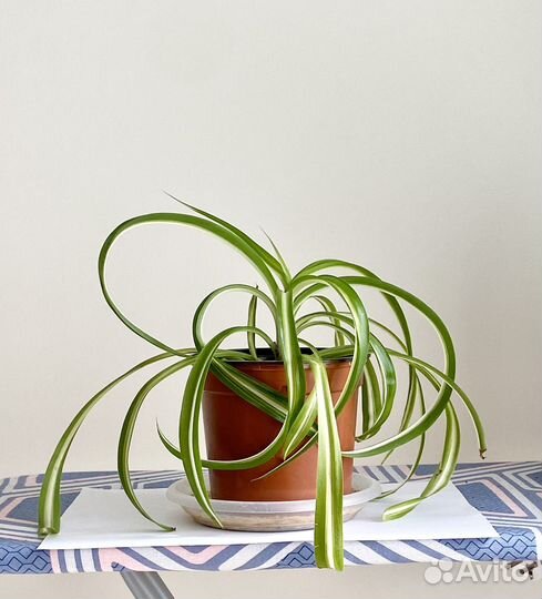 Хлорофитум