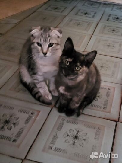 Котята в добрые руки