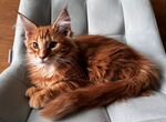 Огненный лис - котенок мейн-кун