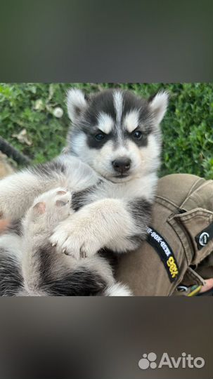Щенки хаски