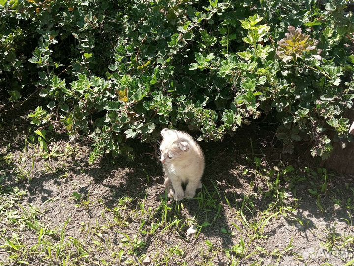 Ищем хозяина и доброго друга маленькому котику