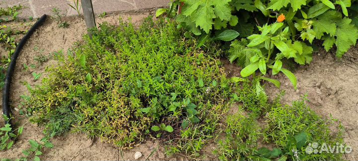 Чабрец саженцы